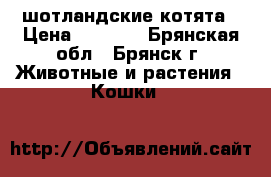 шотландские котята › Цена ­ 2 000 - Брянская обл., Брянск г. Животные и растения » Кошки   